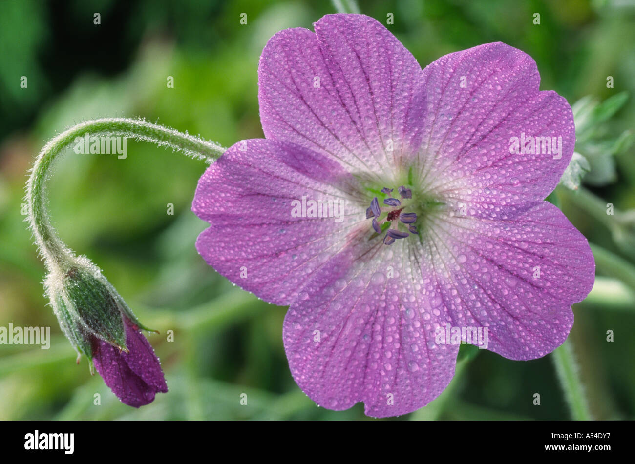 Geranium robustum. Cranesbill. Stock Photo