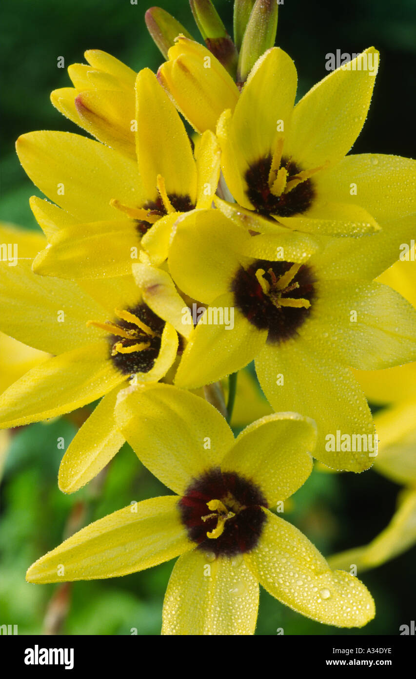 Ixia 'Yellow Emperor'. Corn lily. Stock Photo