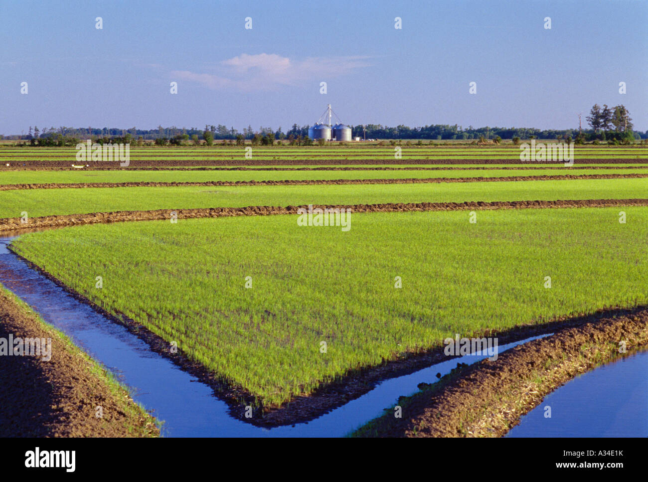 Agriculture - Early growth rice plants in a field that is just being flooded (irrigated), grain bins in the distance Mississippi Stock Photo