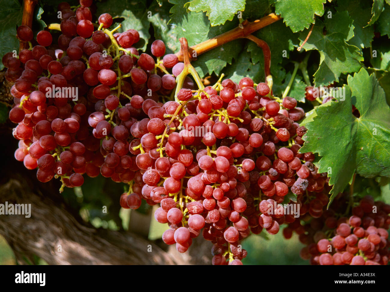 Agriculture Clusters of drying red raisin grapes on the vine / Madera