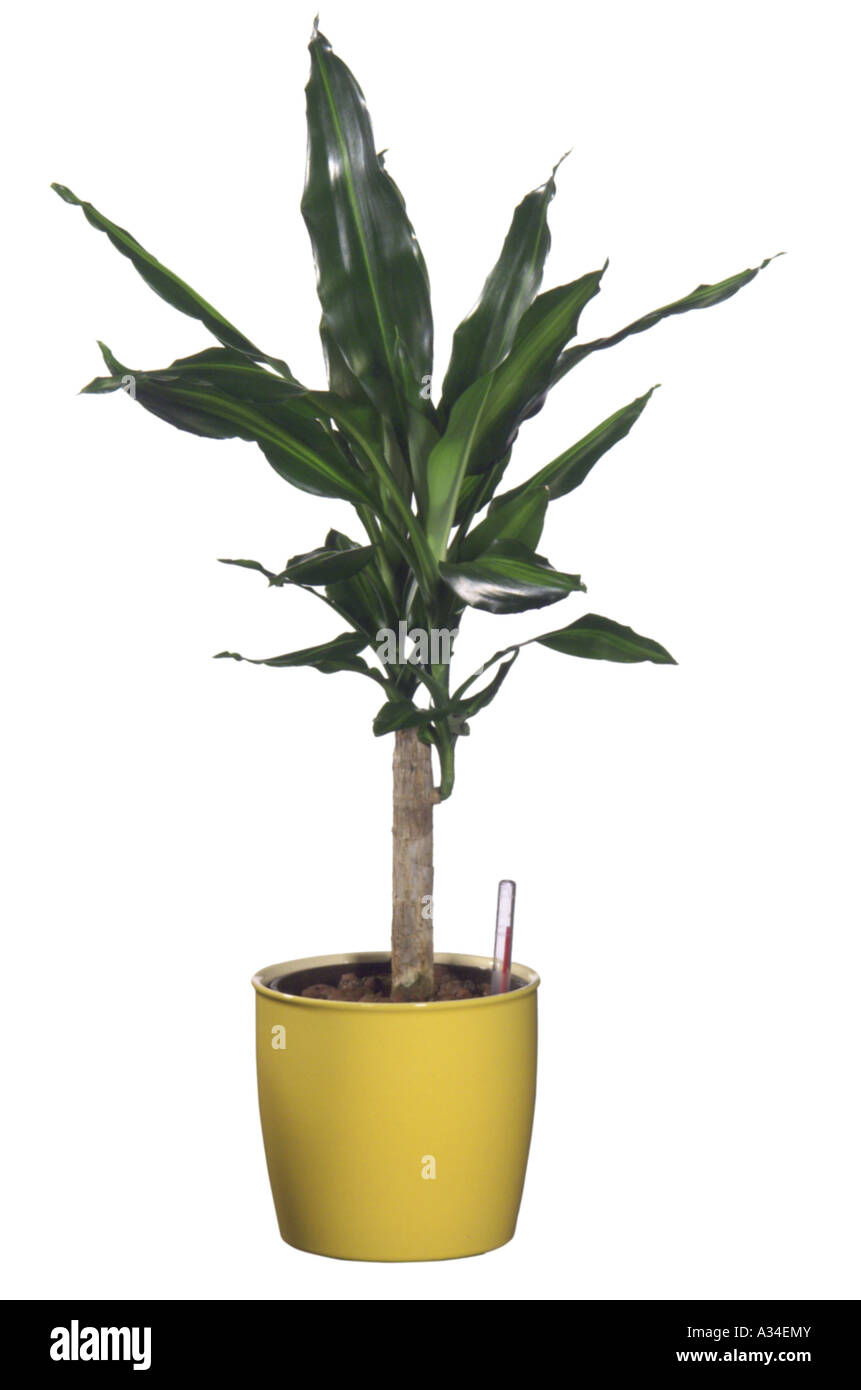 corn plant (Dracaena fragrans), hydroponic plant Stock Photo