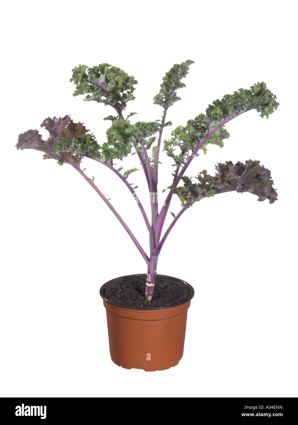 kale (Brassica oleracea var. sabellica, Brassica oleracea convar. acephala var. sabellica), young plant Stock Photo