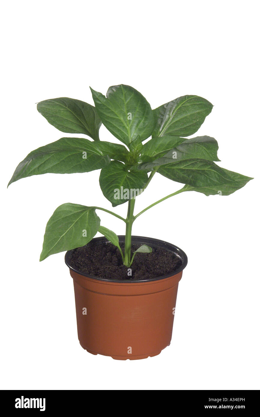 red paprika (Capsicum annuum), young plant Stock Photo Alamy