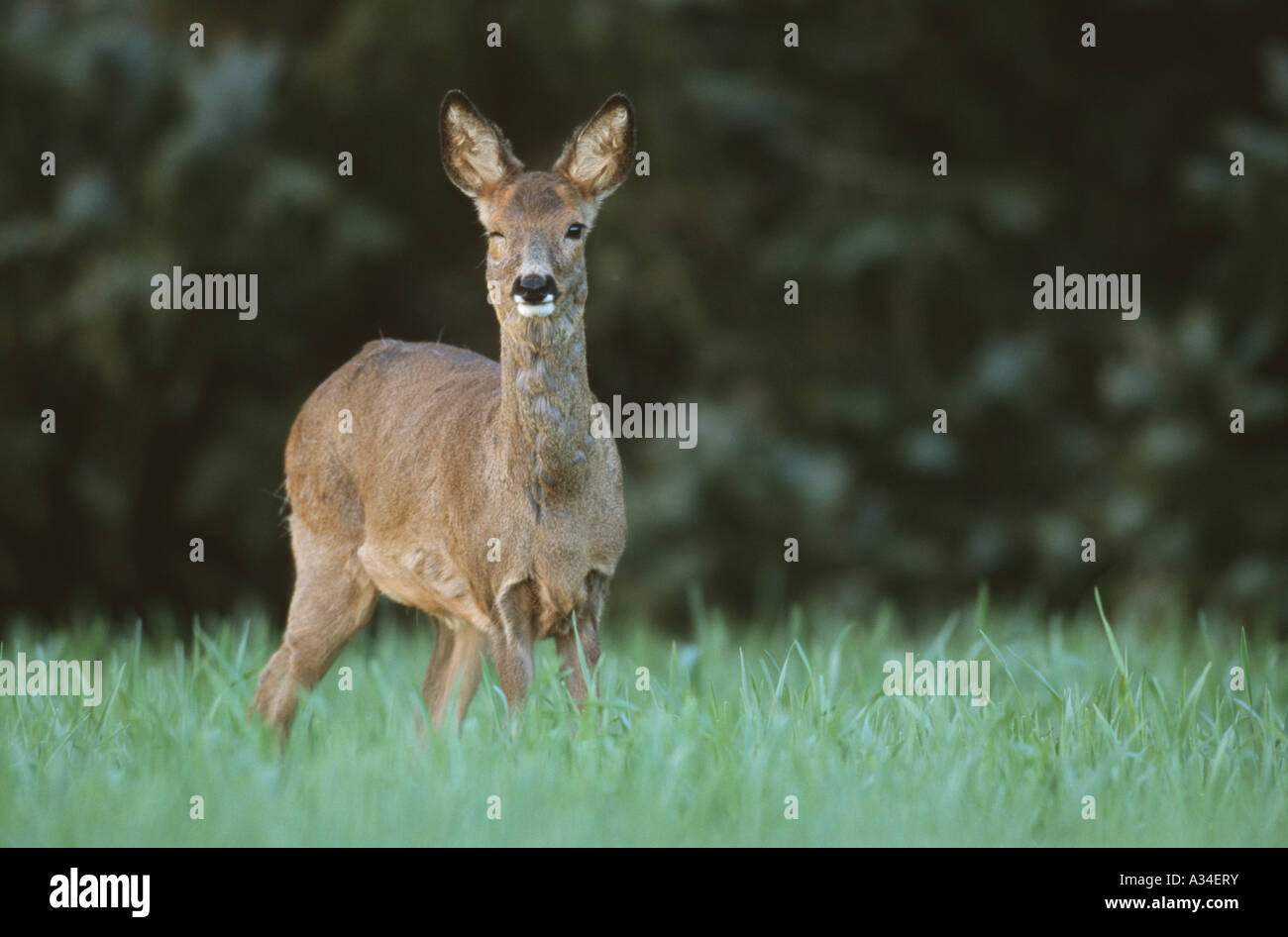 roe deer (Capreolus capreolus), blinking with the right eye, Germany Stock Photo