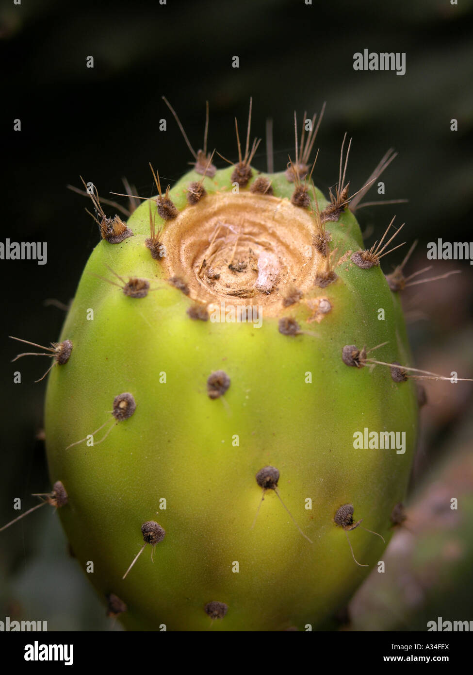 Green Prickly Pear Stock Photo Alamy