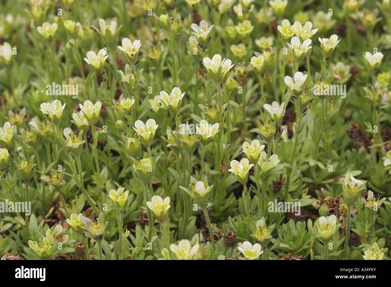 tufted alpine saxifrage (Saxifraga cespitosa ssp. uniflora), blooming plants Stock Photo