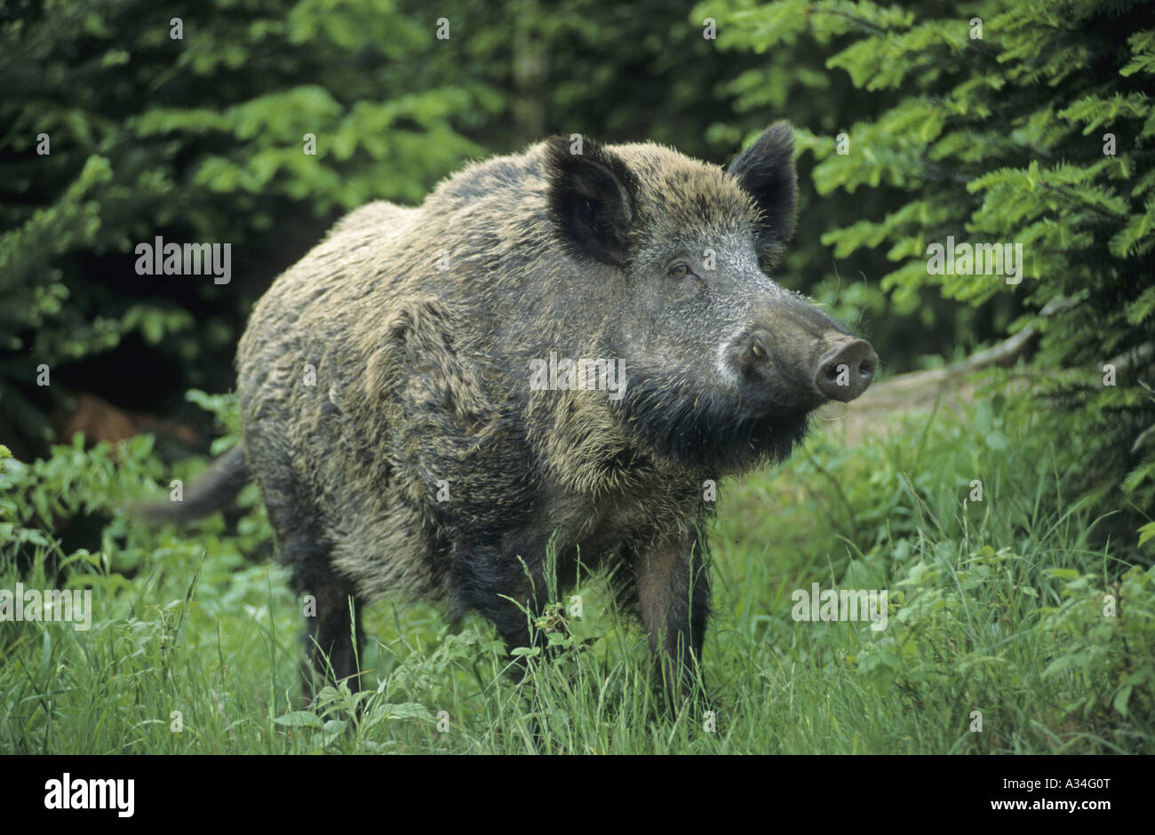 wild boar, pig (Sus scrofa), tusker Stock Photo