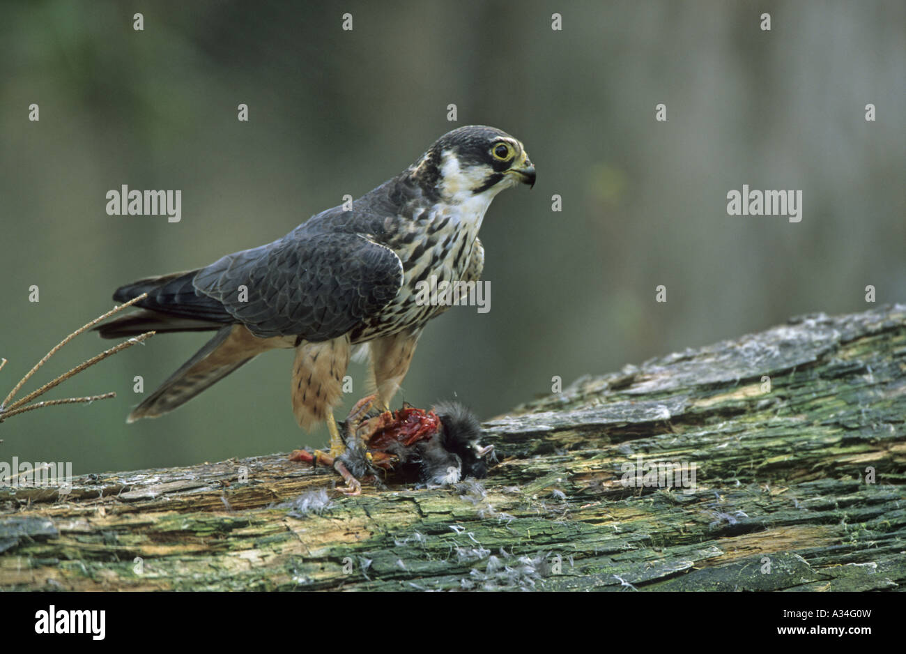 northern hobby (Falco subbuteo), with captured prey Stock Photo