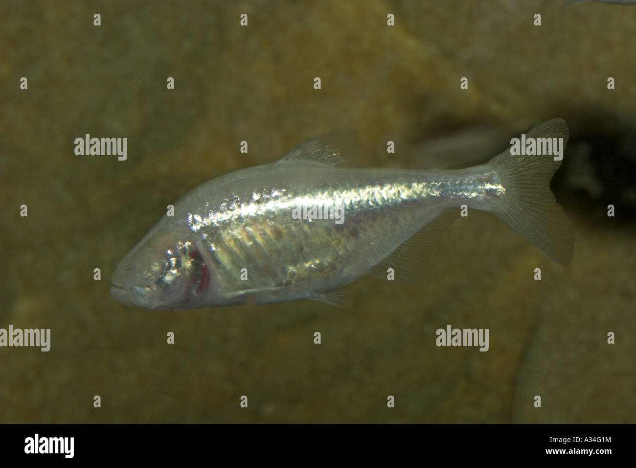 blind cavefish (Astyanax mexicanus, Astyanax fasciatus mexicanus, Syn. Anoptichthys jordani), cavefish lacking eyes and pigment Stock Photo