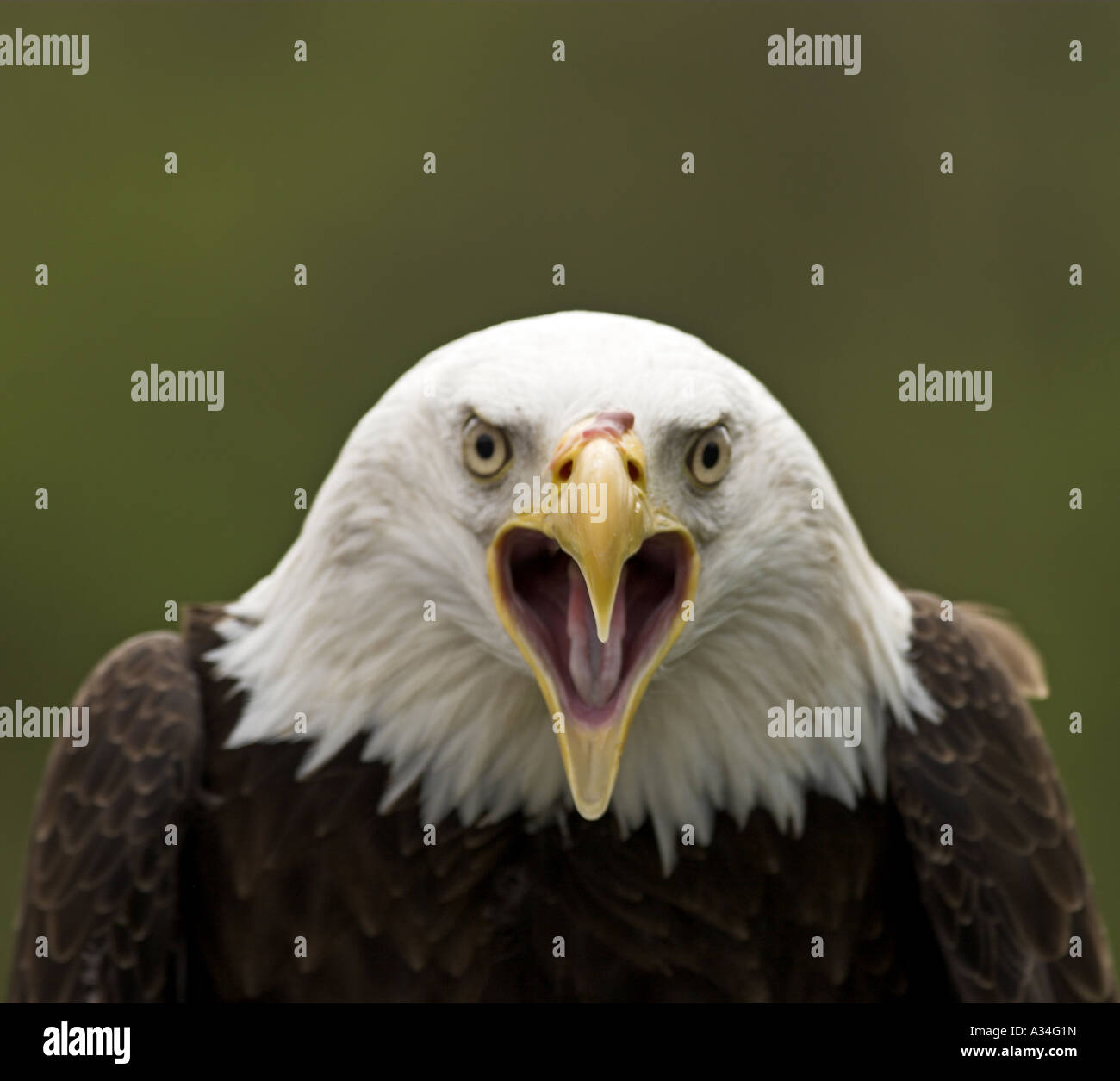 American bald eagle (Haliaeetus leucocephalus), yelling Stock Photo