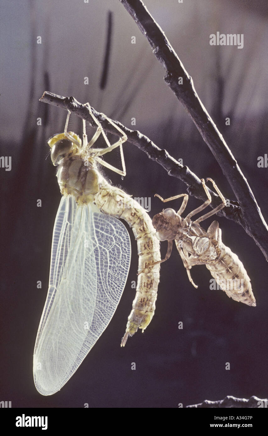 blue-green darner, southern aeshna, southern hawker (Aeshna cyanea), after the hatch with exuvia Stock Photo