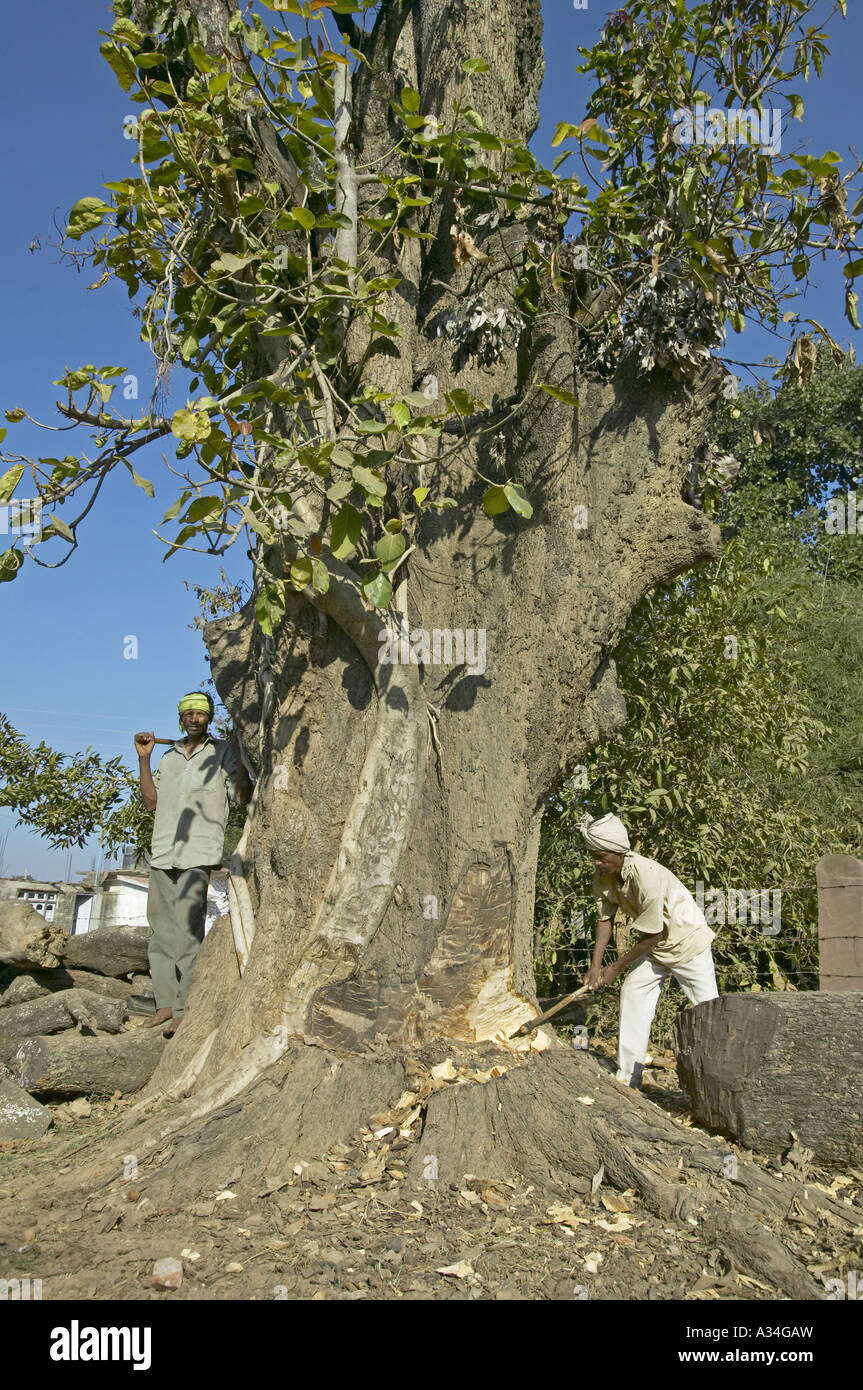 Cutting down old tree in indian style hi-res stock photography and ...
