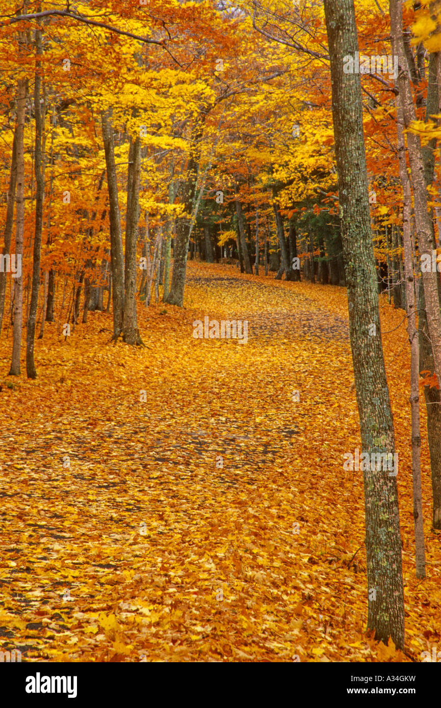 Fall colors line forest path, USA, Door County Stock Photo - Alamy