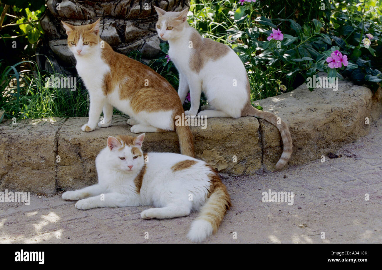 Domestic Cat House Cat Felis Silvestris F Catus Group Stock Photo Domestic Cat House Cat Felis Silvestris F Catus Group Stock Photo
