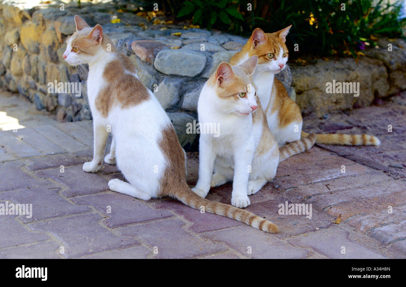 Domestic Cat House Cat Felis Silvestris F Catus Group Stock Photo domestic-cat-house-cat-felis-silvestris-f-catus-group-stock-photo