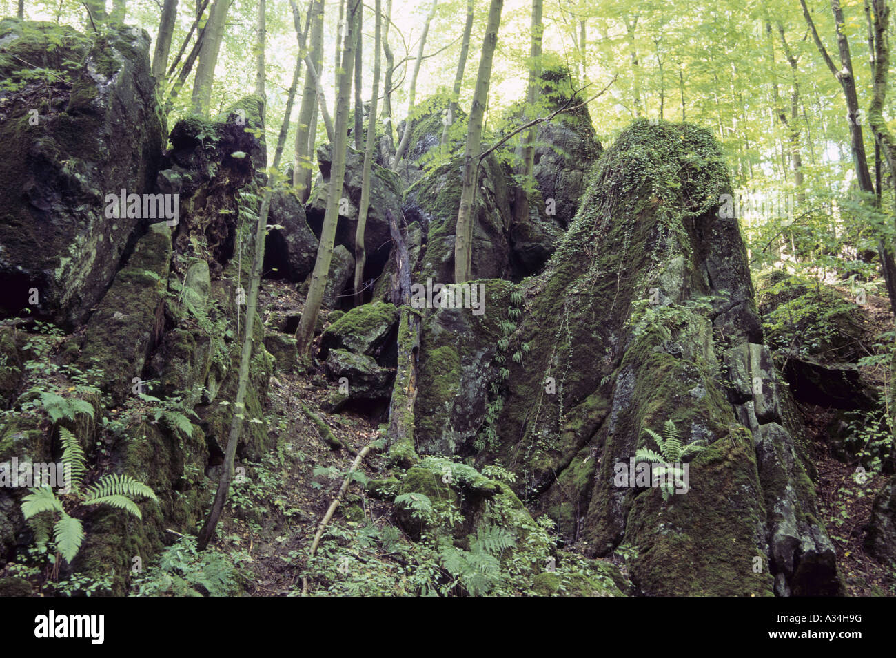 rocks with mosses and ferns of the nature reserve Felsenmeer, Germany, North Rhine-Westphalia Stock Photo