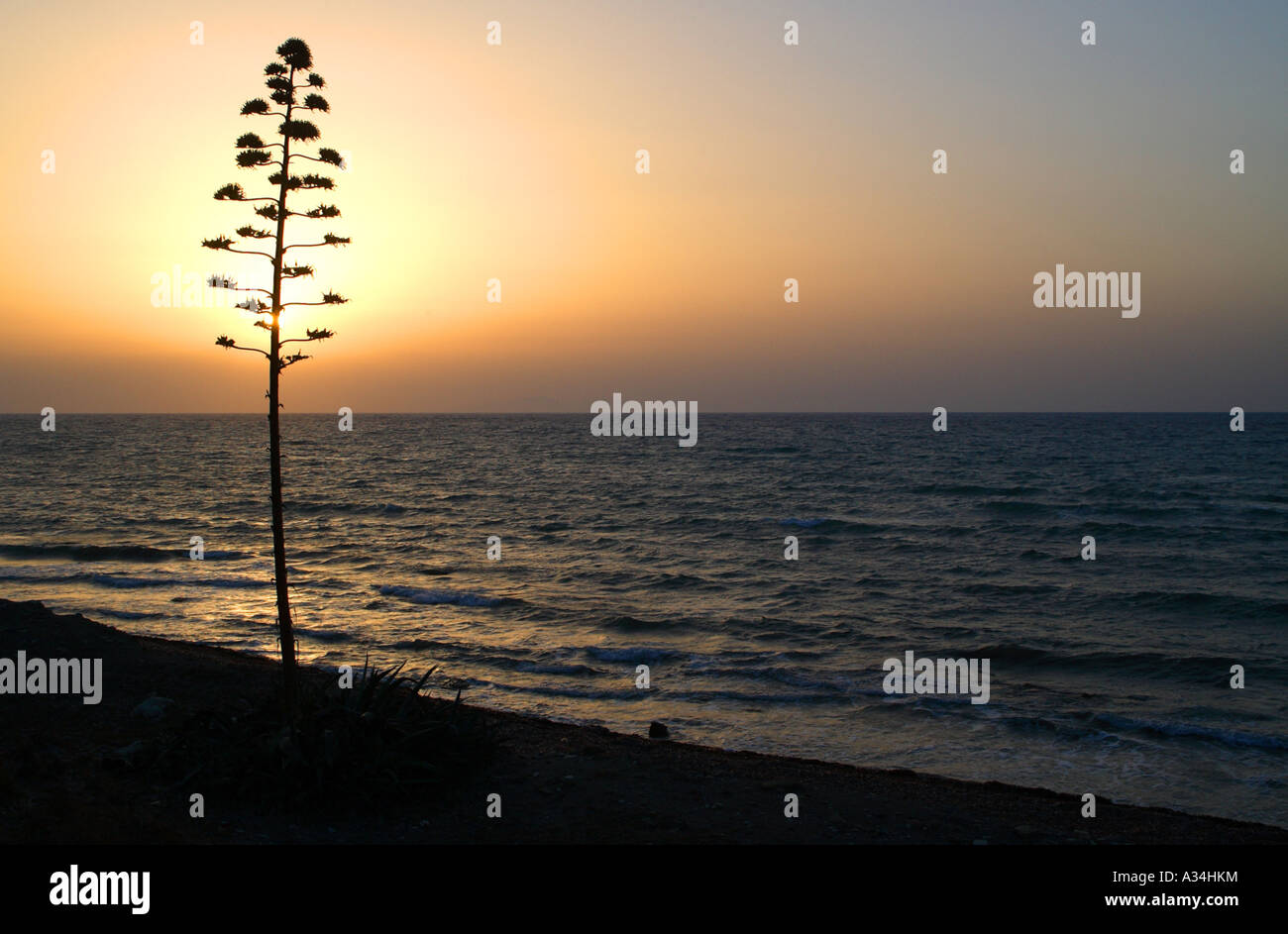 Agave, Century Plant (Agave americana), sunset at the sea with flourishing Century Plant, Greece Stock Photo