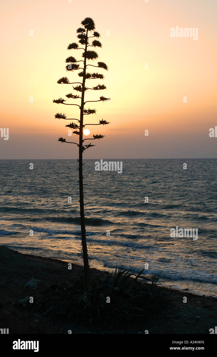 Agave, Century Plant (Agave americana), sunset at the sea with flourishing Century Plant, Greece Stock Photo