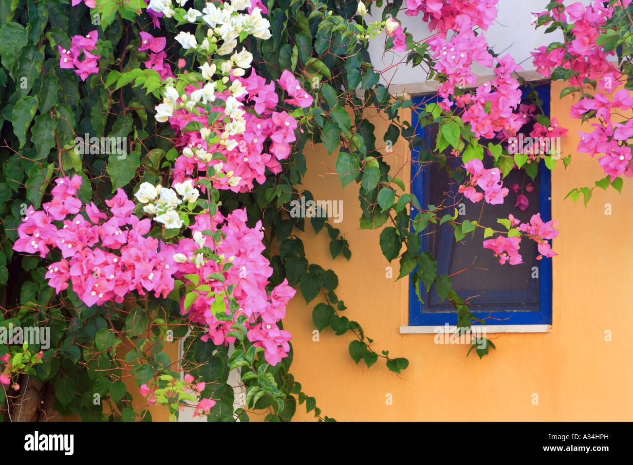 paper plant, four-o'clock (Bougainvillea-Hybride), blooming in font of a blue window, Greece Stock Photo
