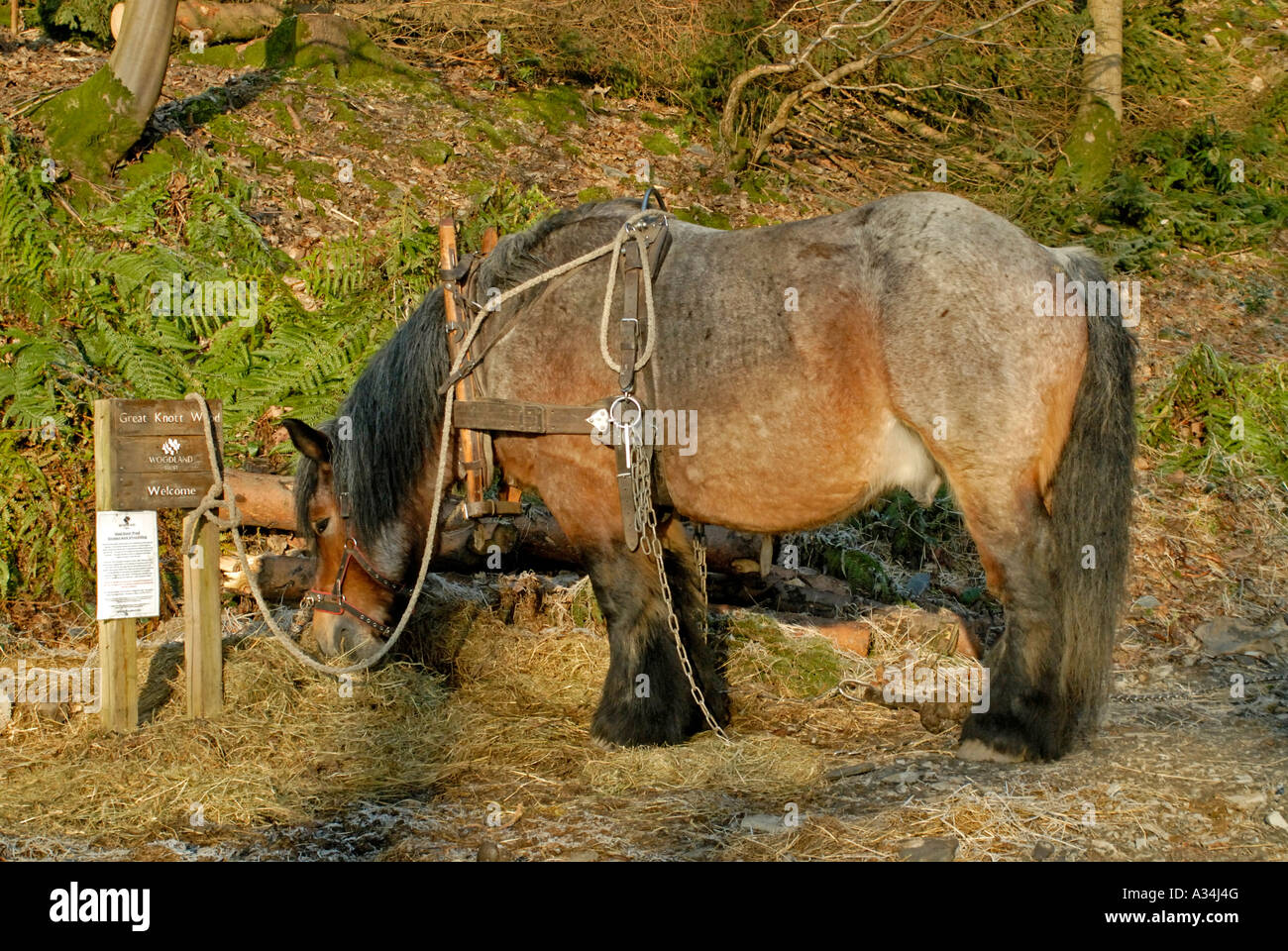 Ardennes Draught Horse stallion used for hauling timber. Great Knott