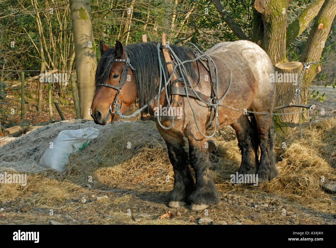 Ardennes Draught Horse stallion used for hauling timber. Great Knott