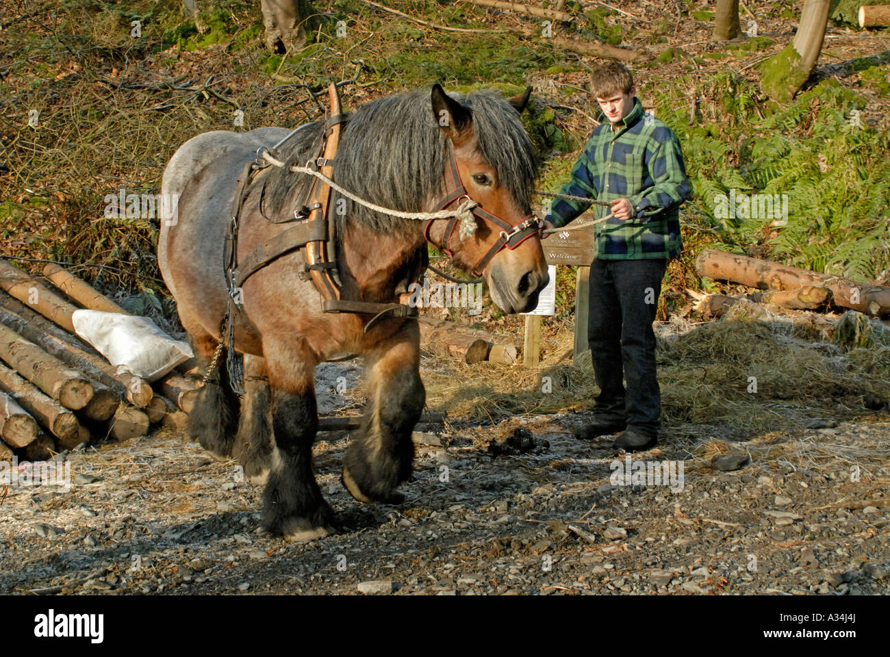 Ardennes Draught Horse stallion used for hauling timber. Great Knott