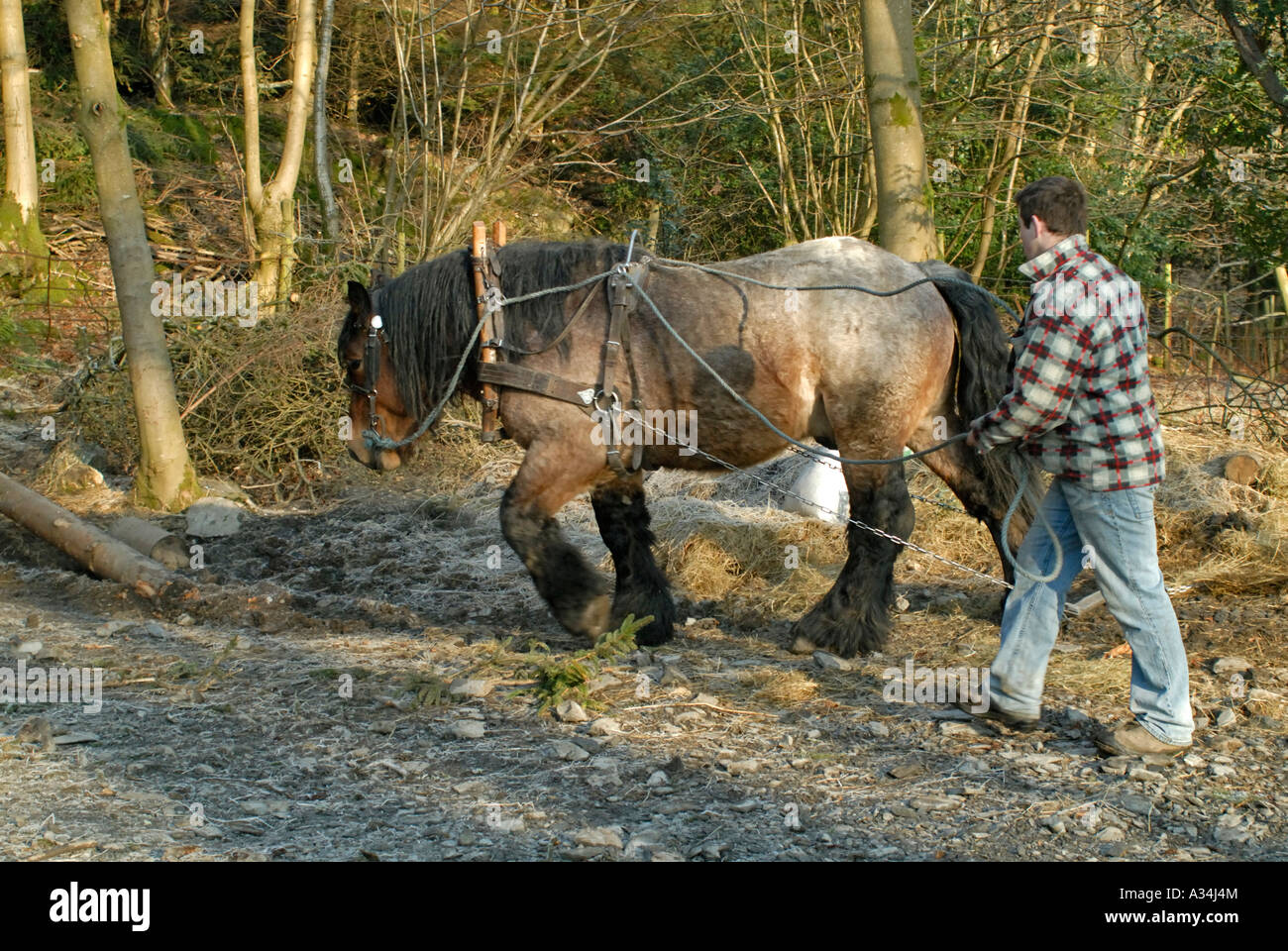 Ardennes Draught Horse stallion used for hauling timber. Great Knott