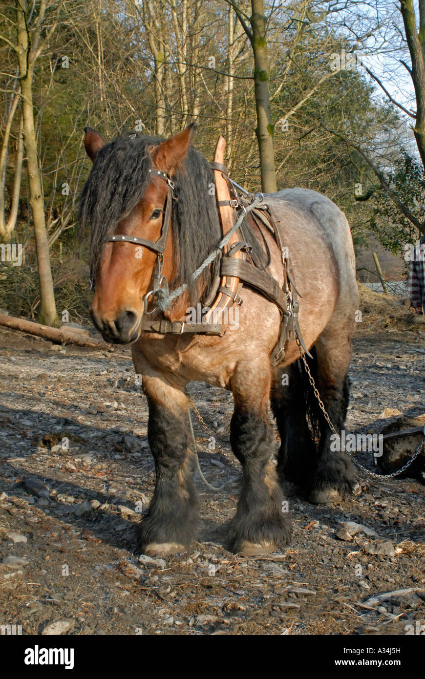 Ardennes Draught Horse stallion in harness for logging. Great Knott