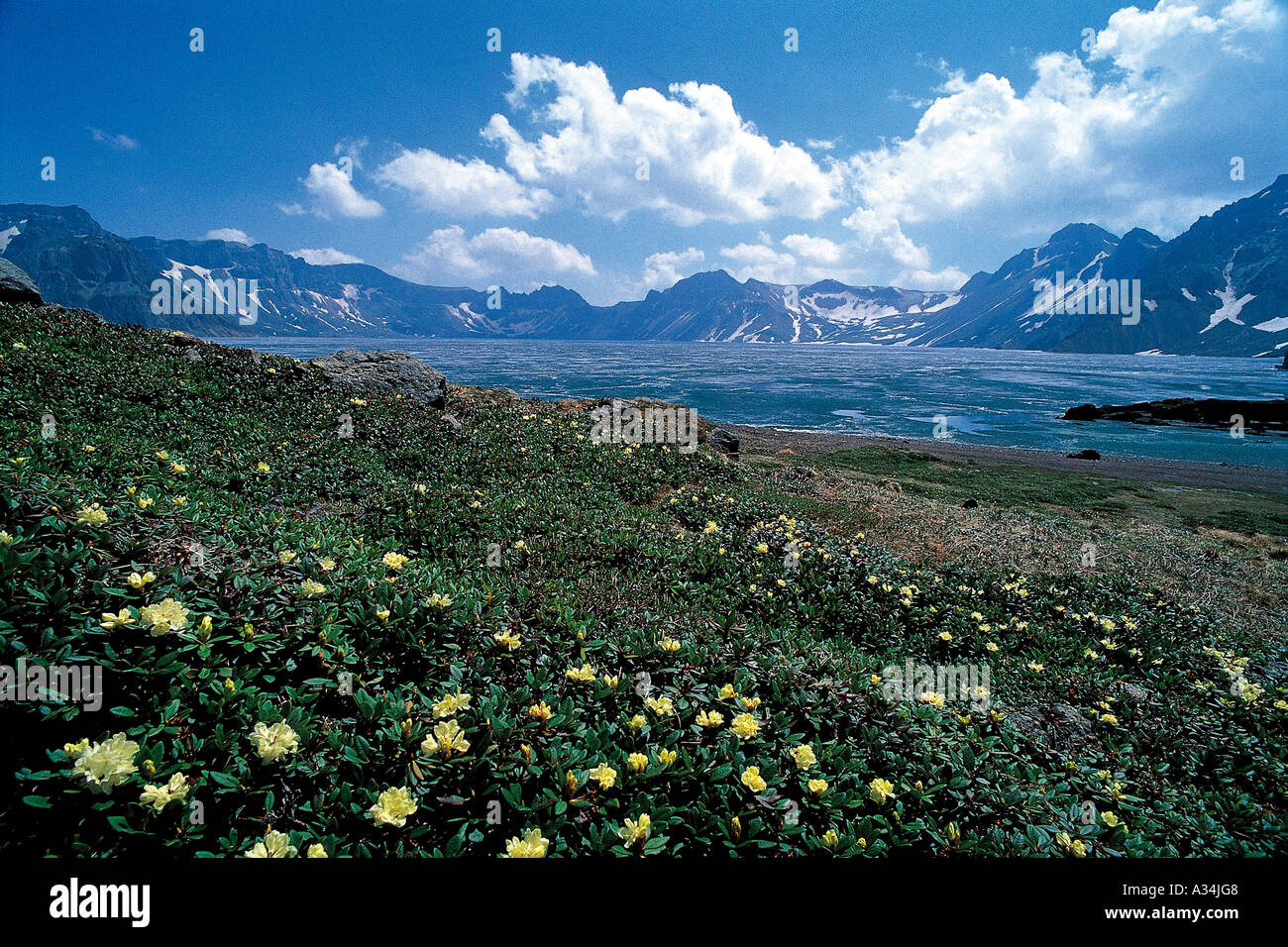 Spacious Field The spacious field of wildflowers in the mountain Stock Photo - Alamy