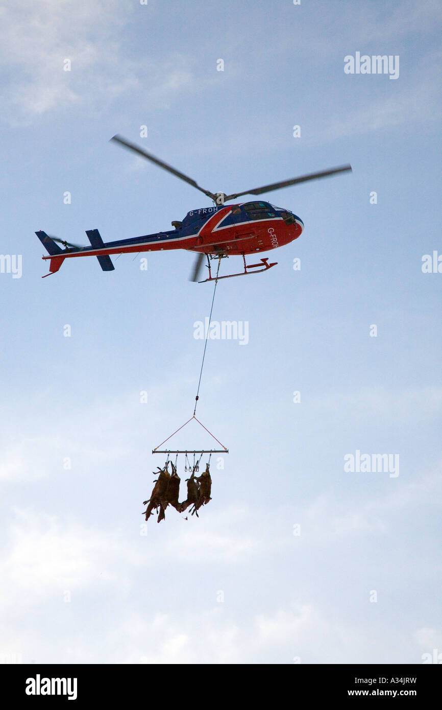 Management and culling  Helicopter transporting  red deer carcasses after deer cull, Braemar, Cairngorms National Park, Scotland Stock Photo