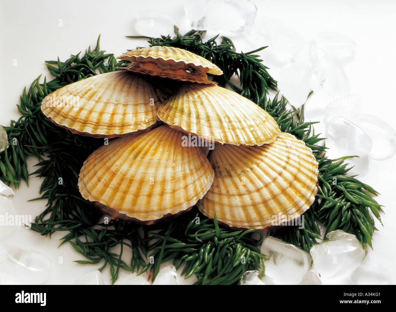 Uncooked scallops on seaweeds and ice cubes Stock Photo Alamy