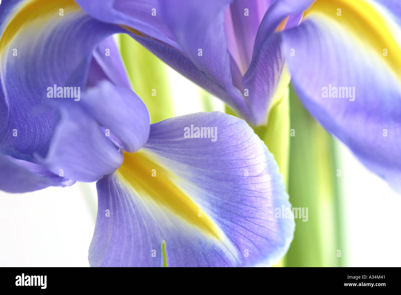 England, UK. Close up of Blue Iris flowers with yellow stripe centre detail ((Iris × hollandica) Stock Photo