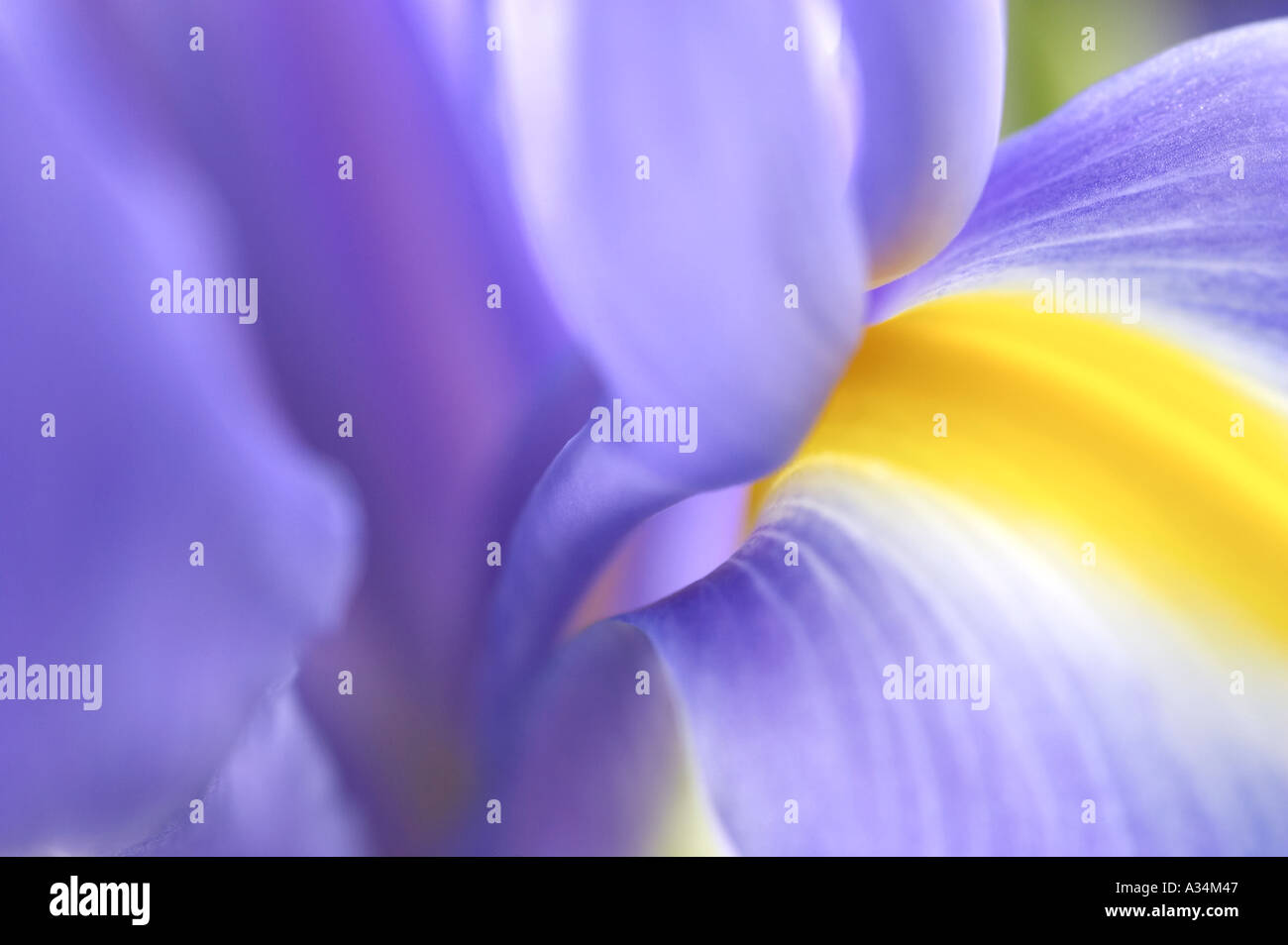 Close up of Blue Iris flowers with yellow stripe centre detail ((Iris × hollandica) Stock Photo