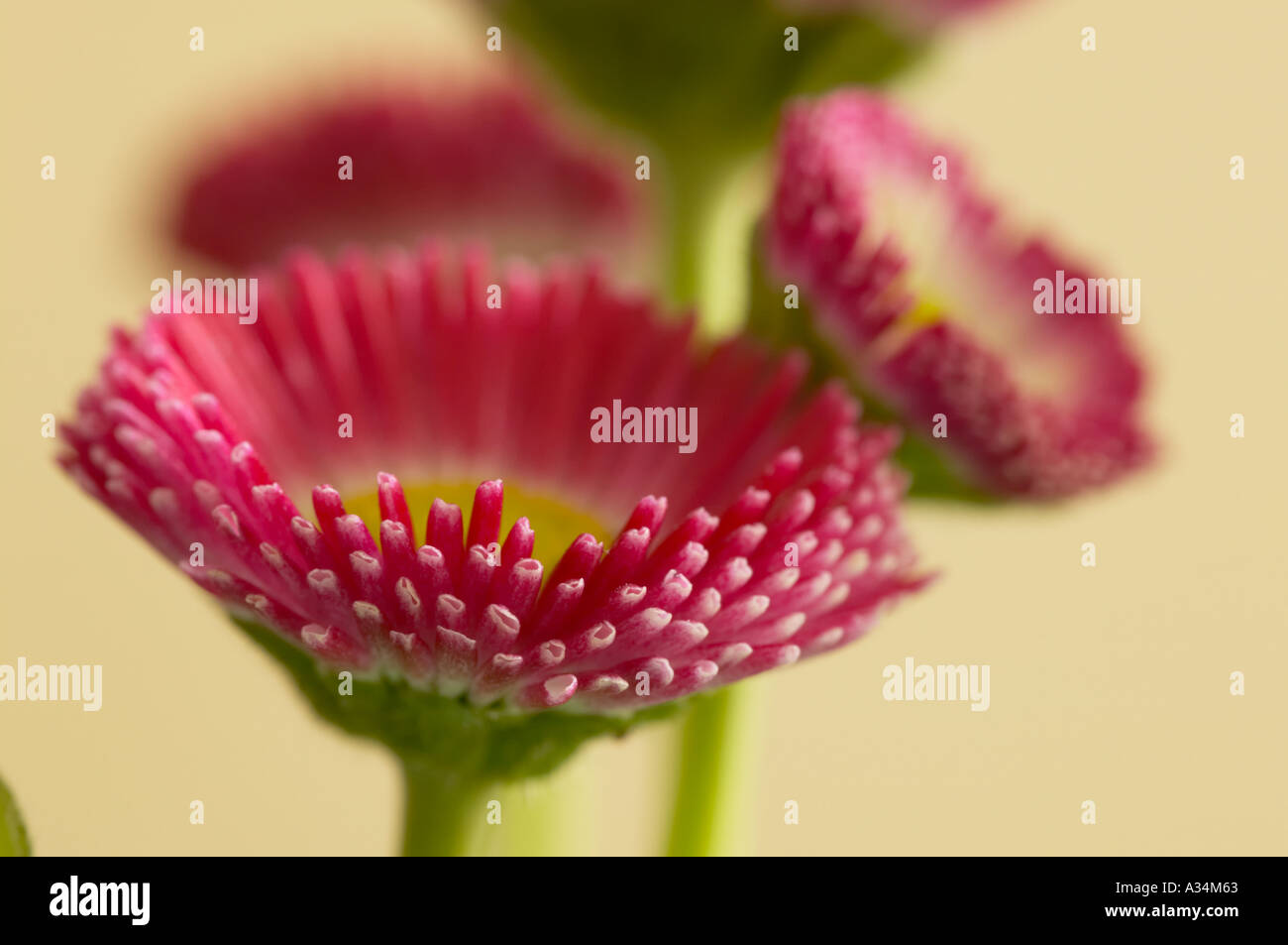 England, UK. Close up view of red Bellis perennis flowers Stock Photo