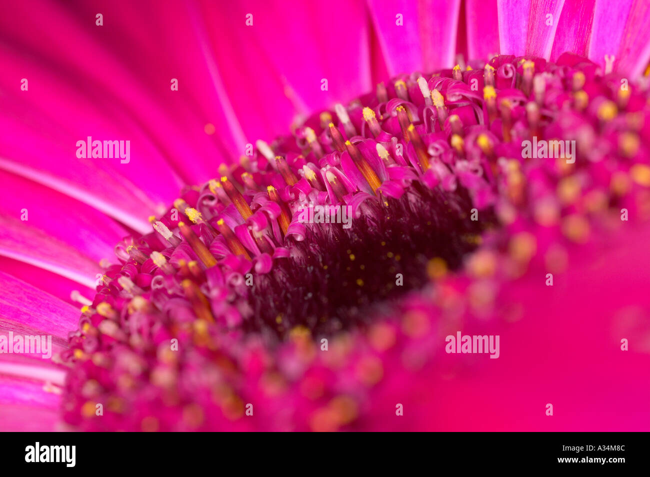 Pink gerbera flower Stock Photo