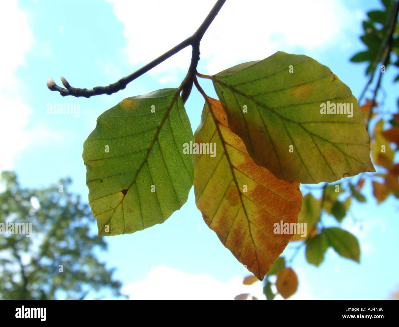 Beech tree leaves turning colour in autumn against a clear blue sky Stock Photo