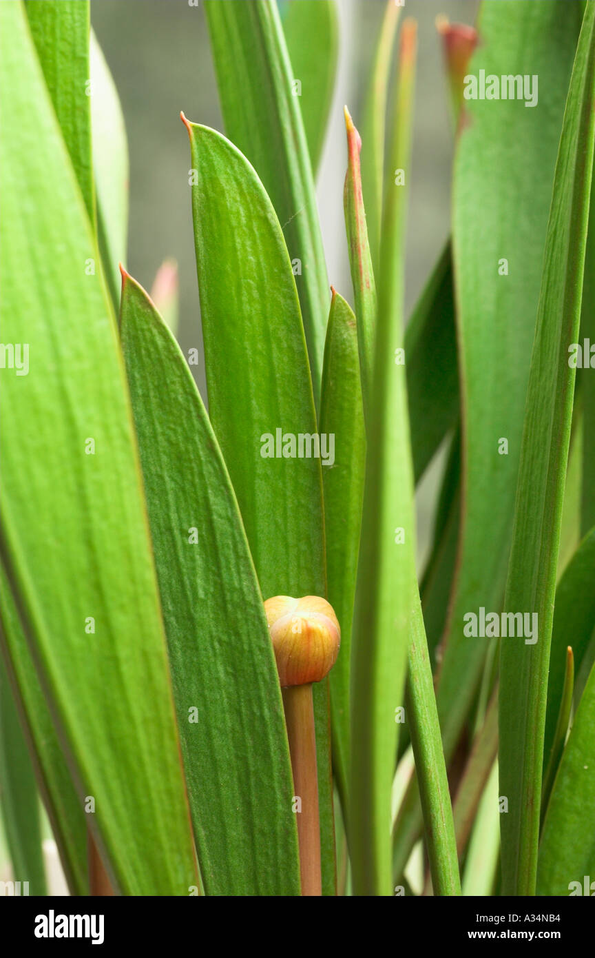 Sarracenia flava flower bud with winter foliage phyllodia Stock Photo