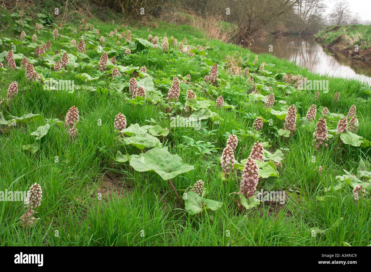 Butterbur Petasites hybridus beside the River Dane in Cheshire Native ...