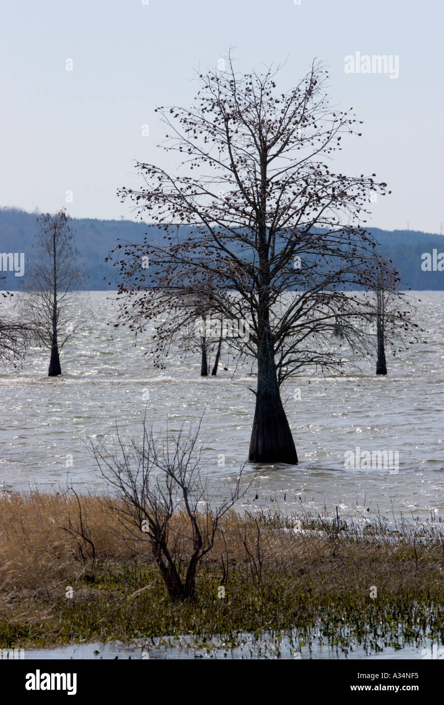 Cypress trees on Lake Walter F Reservoir at T Bagby State