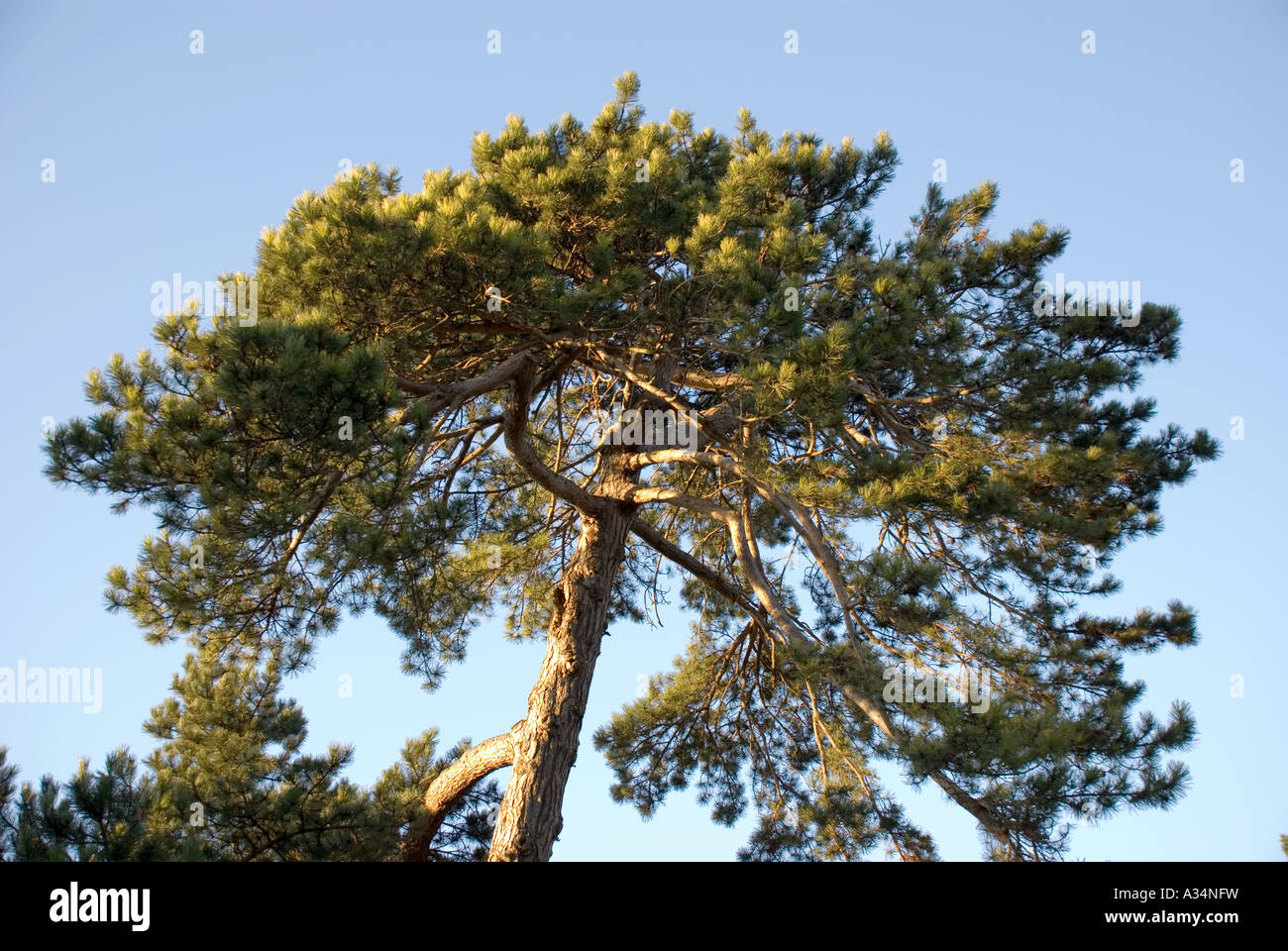 Umbrella pine tree cone hi-res stock photography and images - Alamy