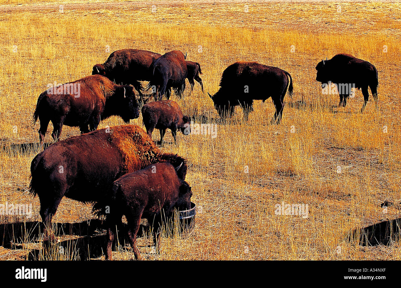 Giant ox hi-res stock photography and images - Alamy