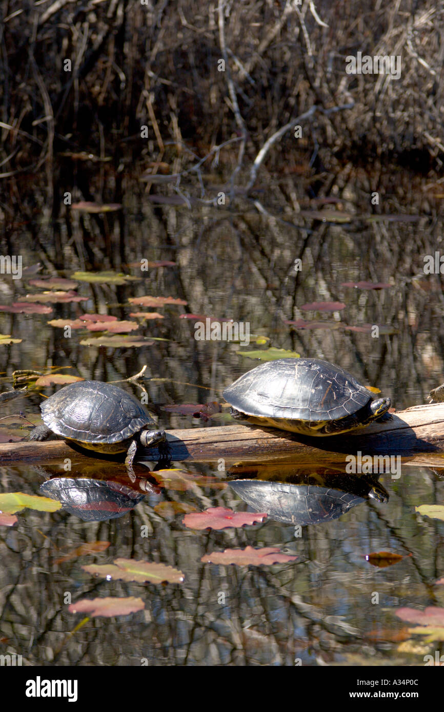 Two turtles basking in the sun on a log in the waters of the Okefenokee Swamp in the Stephen C Foster State Park in southern GA Stock Photo