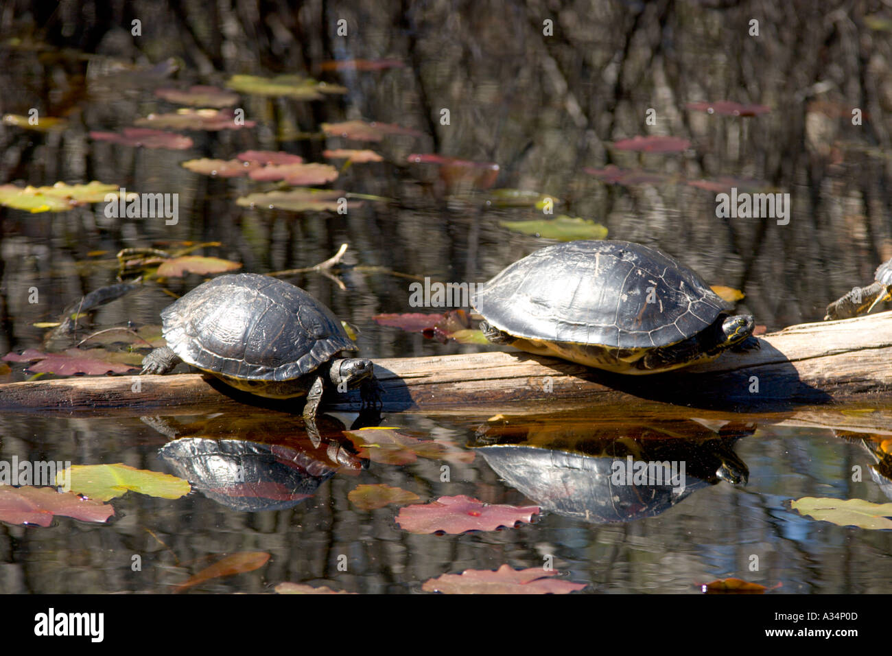 Two turtles basking in the sun on a log in the waters of the Okefenokee Swamp in the Stephen C Foster State Park in southern Ge Stock Photo