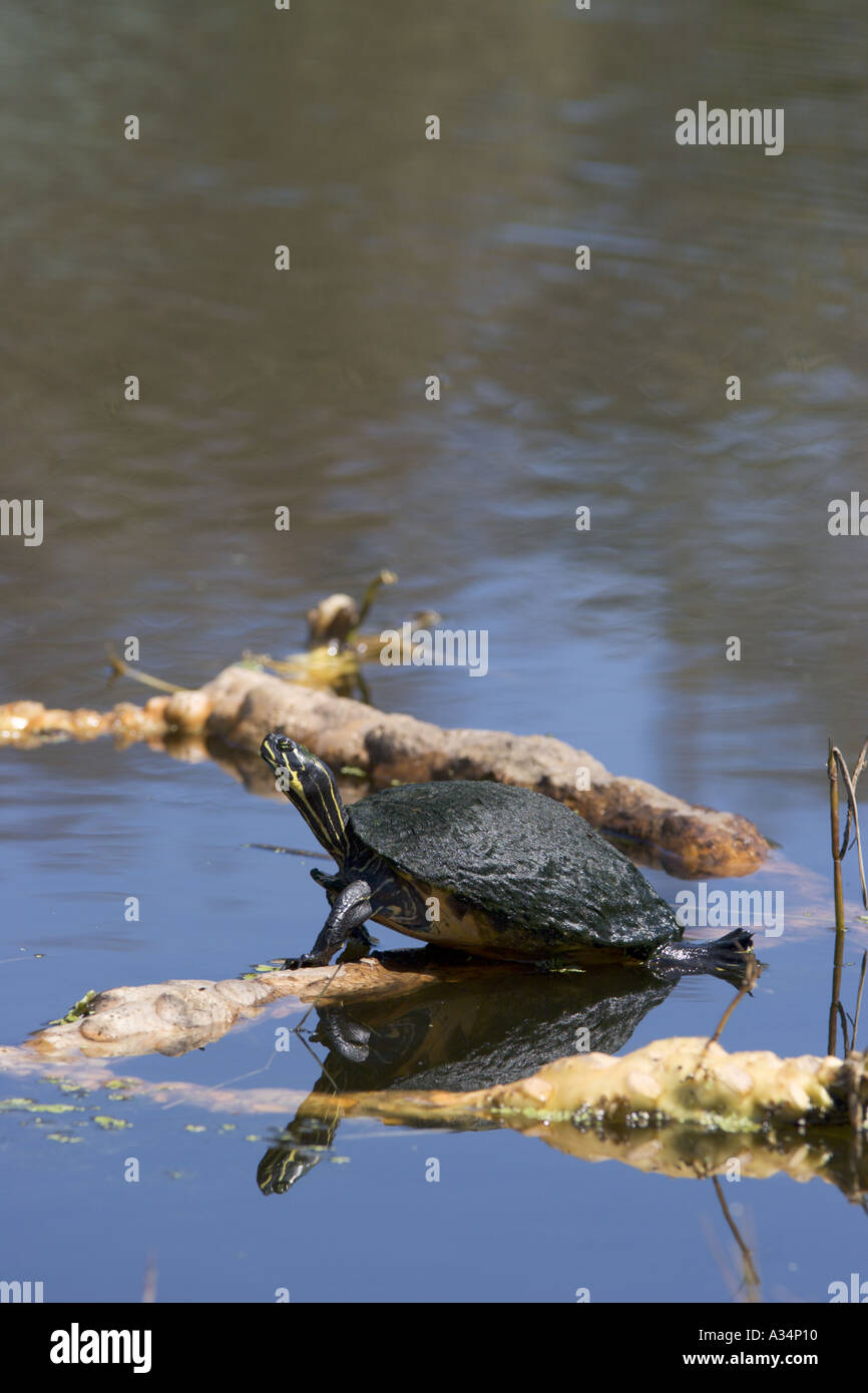 Swamp turtle basking in sun in Okefenokee Swamp Stock Photo