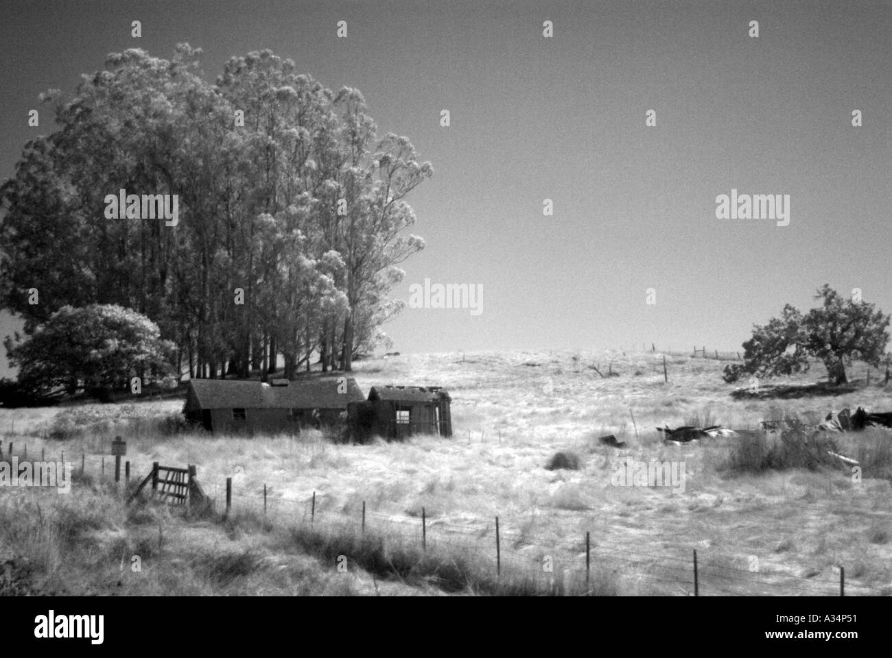 Grainy infrared black and white photograph of a group of trees and old wooden buildings in Sonoma County California USA  Stock Photo