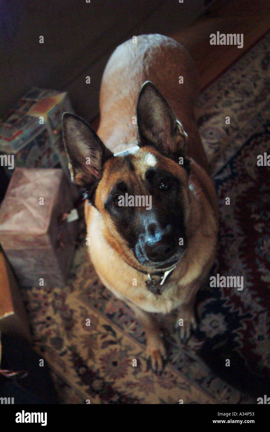 Belgian malinois best sale 101