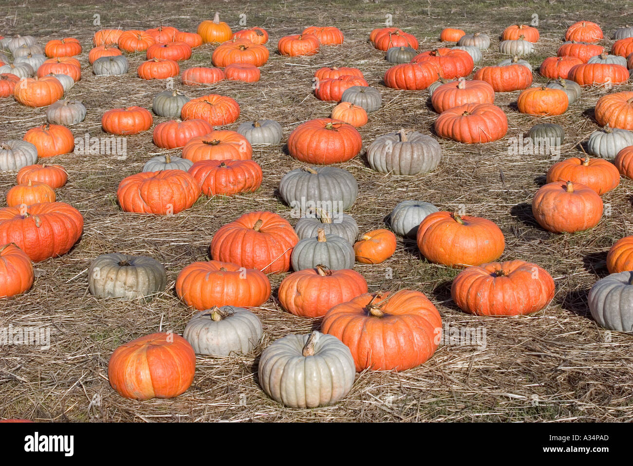 Pumpkin Field Highway One California USA Stock Photo Alamy