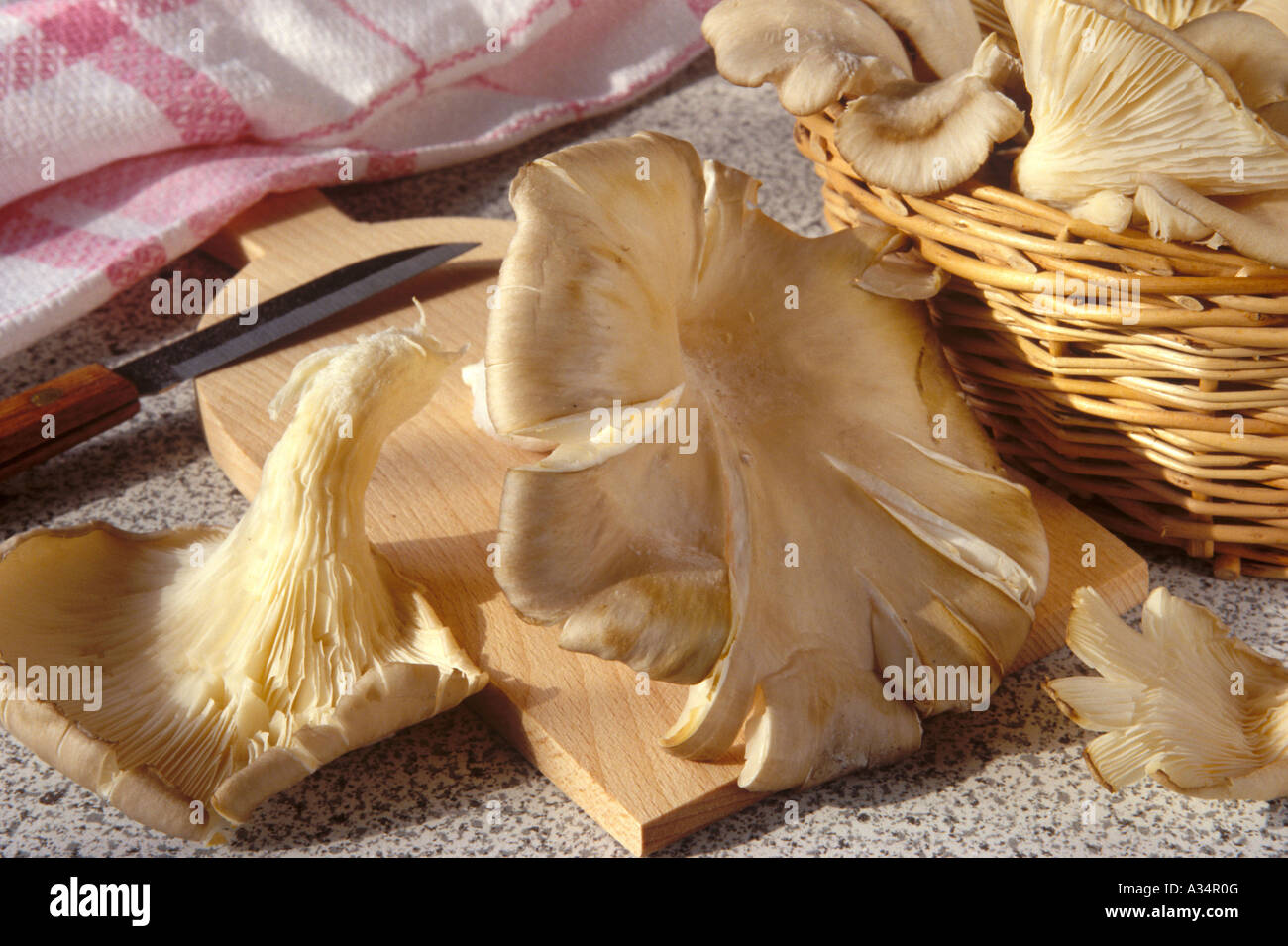 Austernpilze, oyster mushrooms Stock Photo