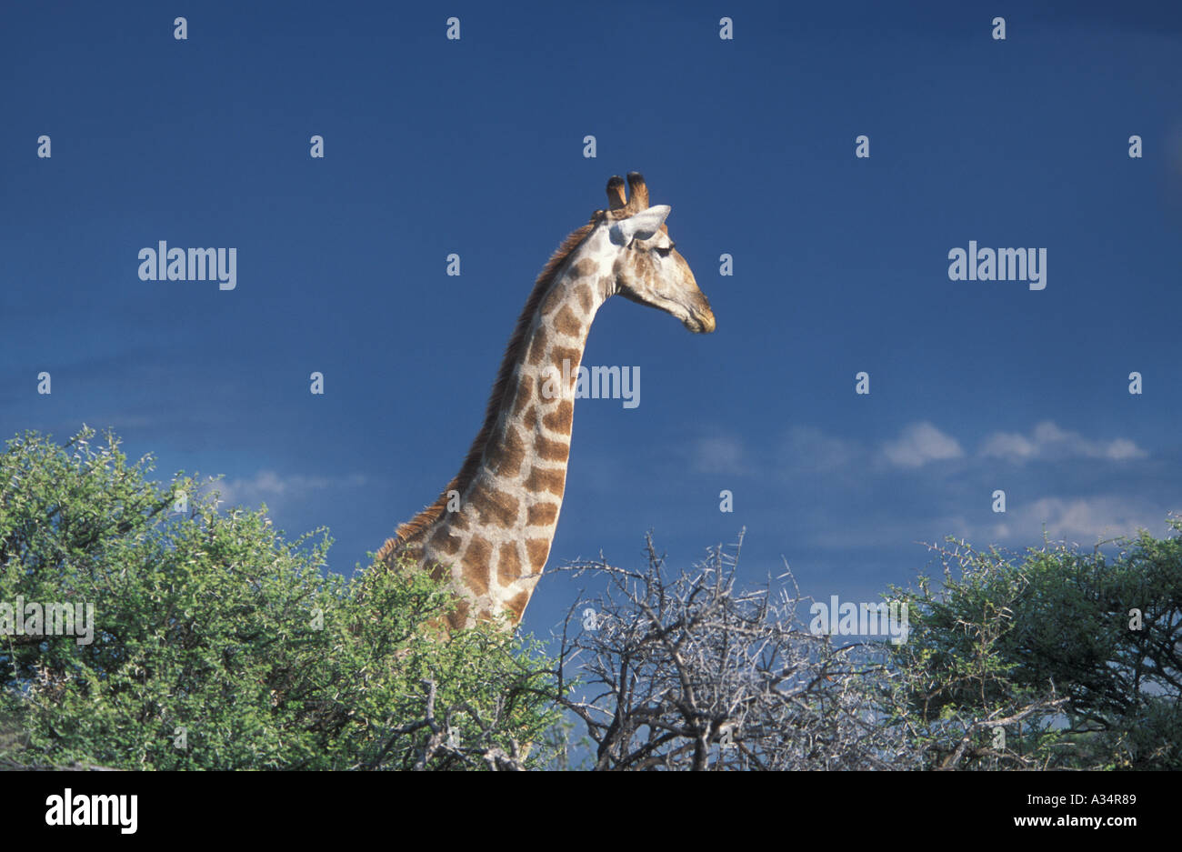 Head and neck of Giraffe Giraffa camelopardalis stretching above bushes