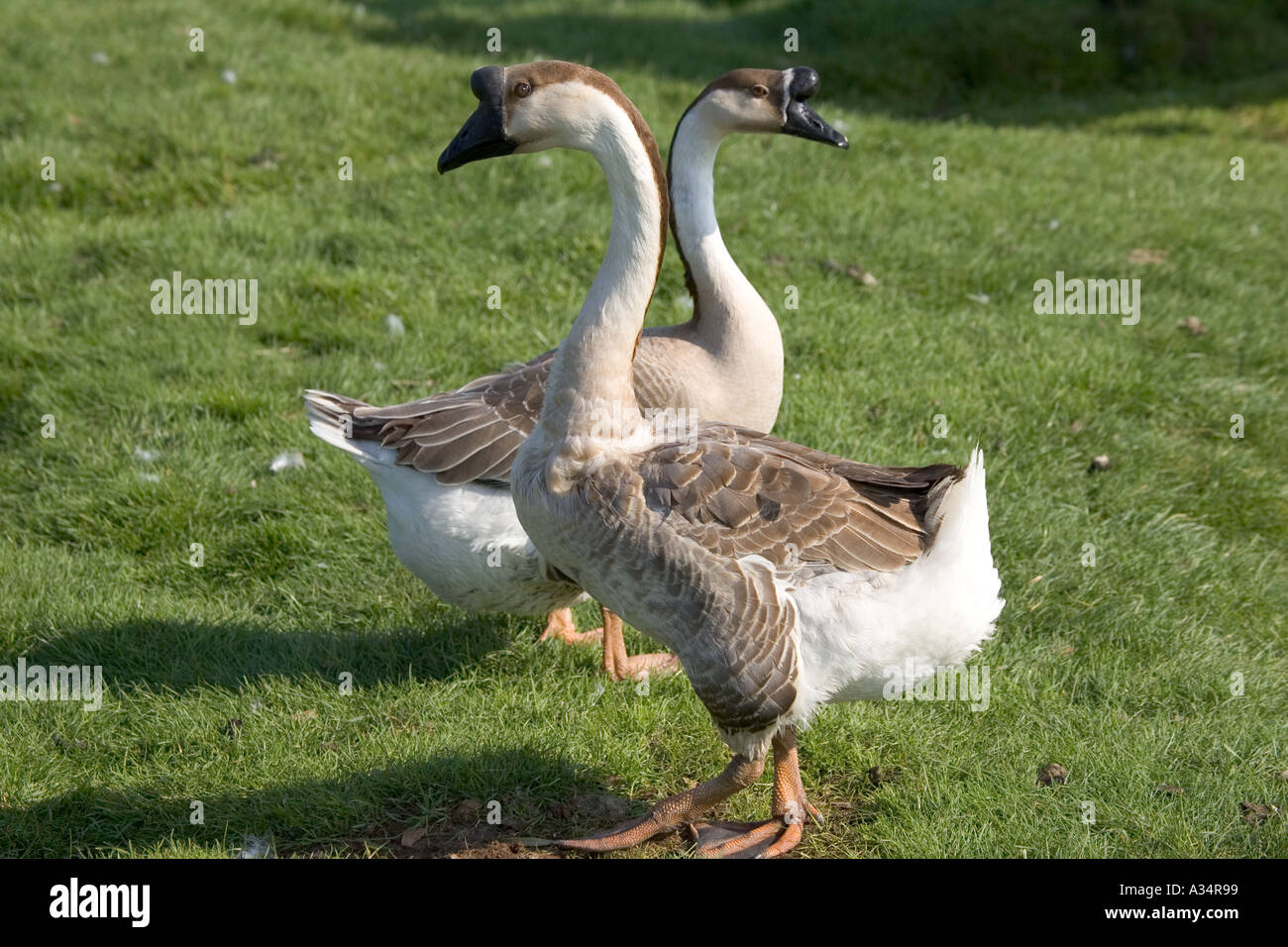 Chinese geese Cotswold Farm Park Temple Guiting Gloucestershire UK Stock Photo
